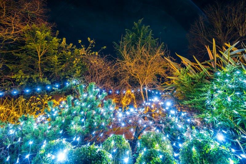 Festival-of-Light-202011.jpg