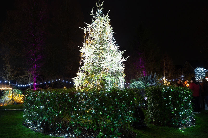 Festival-of-Light-2022113.jpg