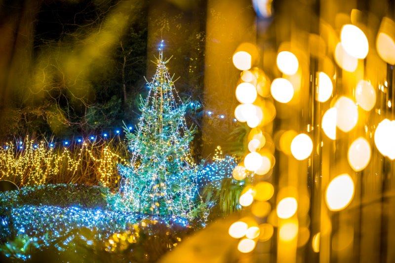 Festival-of-Light-202039.jpg