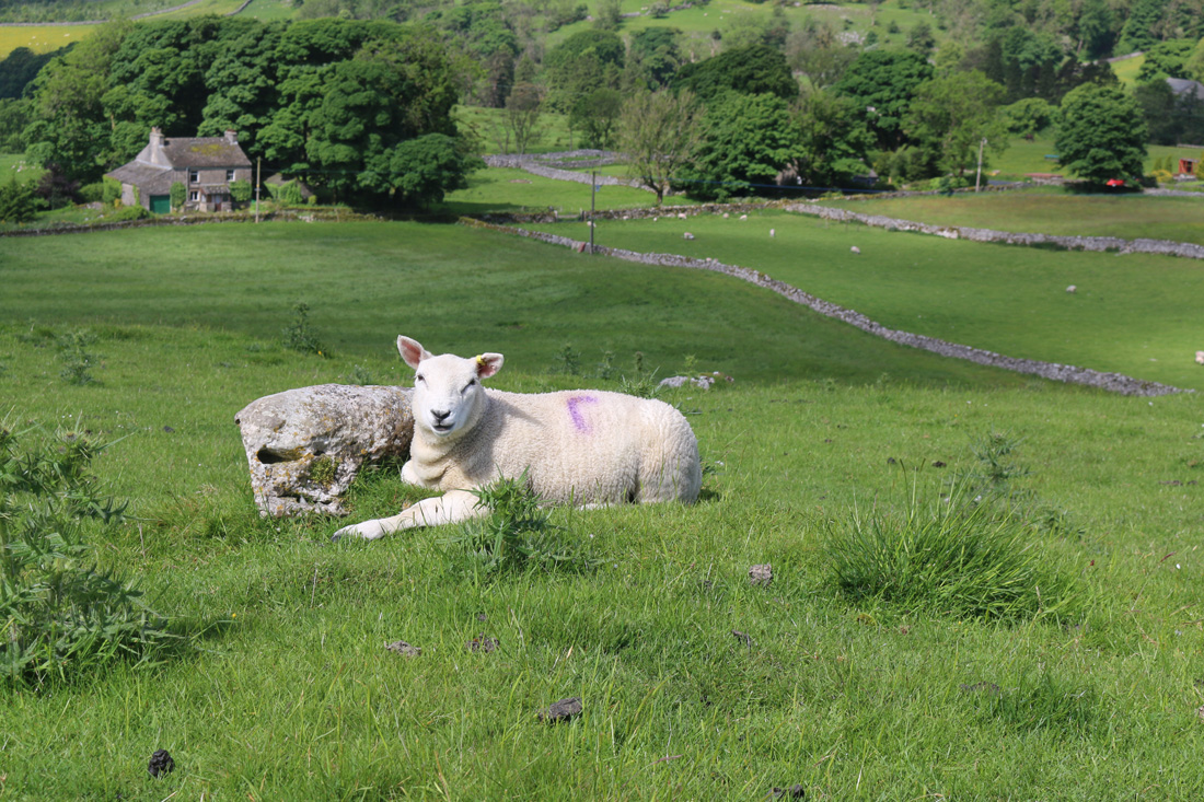 Yorkshire-Three-Peaks-202402.jpg